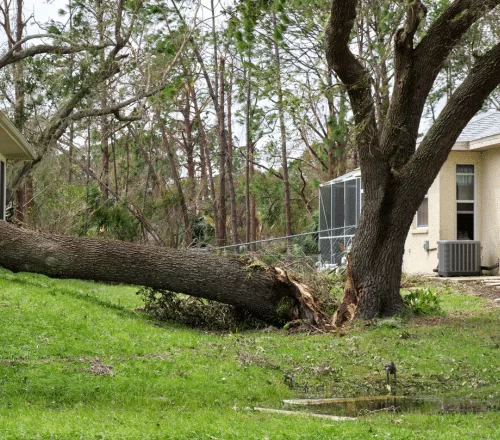 Emergency Tree Removal Service